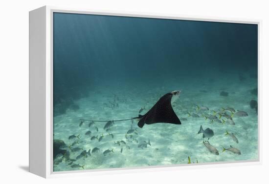 Spotted Eagle Ray, Hol Chan Marine Reserve, Belize-Pete Oxford-Framed Premier Image Canvas