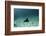 Spotted Eagle Ray, Hol Chan Marine Reserve, Belize-Pete Oxford-Framed Photographic Print