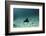 Spotted Eagle Ray, Hol Chan Marine Reserve, Belize-Pete Oxford-Framed Photographic Print