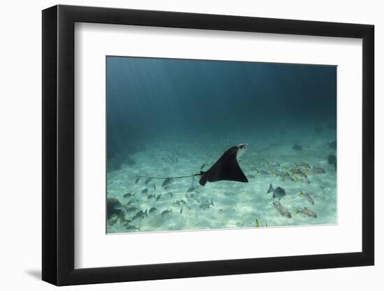 Spotted Eagle Ray, Hol Chan Marine Reserve, Belize-Pete Oxford-Framed Photographic Print