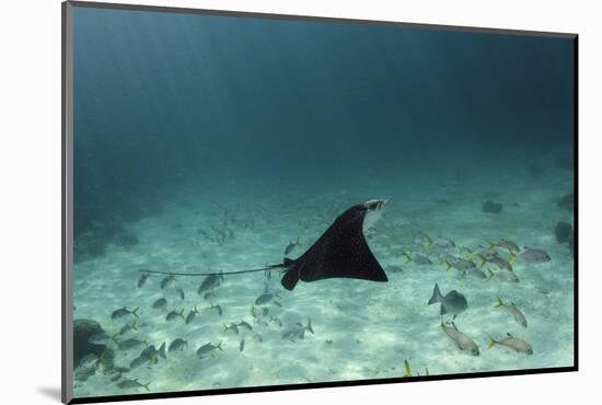 Spotted Eagle Ray, Hol Chan Marine Reserve, Belize-Pete Oxford-Mounted Photographic Print