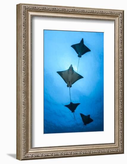 Spotted eagle ray school, Kagi kandhu, ;North Male Atoll, Maldives, Indian Ocean.-Jordi Chias-Framed Photographic Print