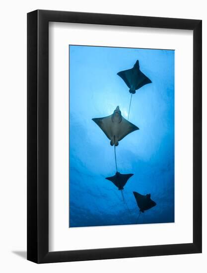 Spotted eagle ray school, Kagi kandhu, ;North Male Atoll, Maldives, Indian Ocean.-Jordi Chias-Framed Photographic Print