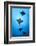 Spotted eagle ray school, Kagi kandhu, ;North Male Atoll, Maldives, Indian Ocean.-Jordi Chias-Framed Photographic Print