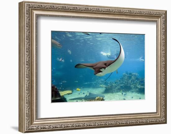 Spotted Eagle-rays - Aetobatus-null-Framed Art Print