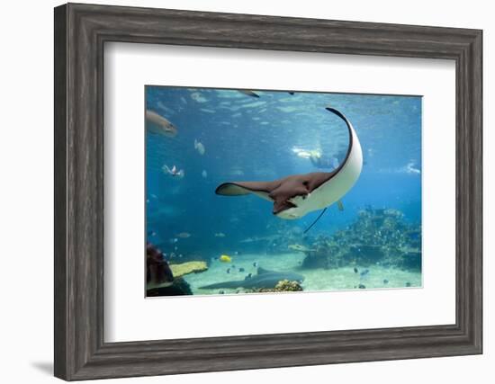 Spotted Eagle-rays - Aetobatus-null-Framed Art Print