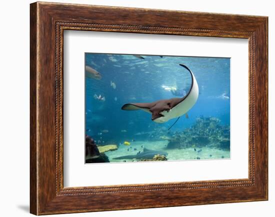 Spotted Eagle-rays - Aetobatus-null-Framed Art Print