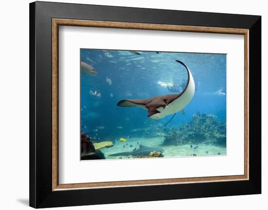 Spotted Eagle-rays - Aetobatus--Framed Art Print