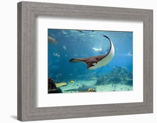 Spotted Eagle-rays - Aetobatus-null-Framed Art Print