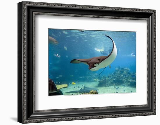 Spotted Eagle-rays - Aetobatus-null-Framed Art Print