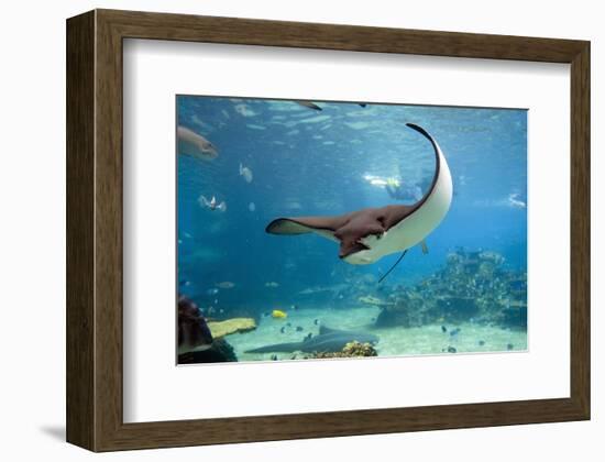 Spotted Eagle-rays - Aetobatus--Framed Art Print