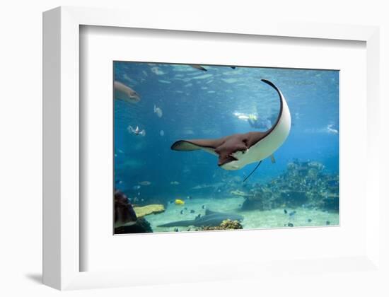 Spotted Eagle-rays - Aetobatus-null-Framed Art Print