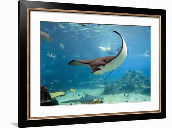 Spotted Eagle-rays - Aetobatus-null-Framed Art Print