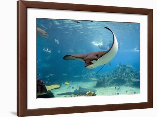 Spotted Eagle-rays - Aetobatus-null-Framed Art Print