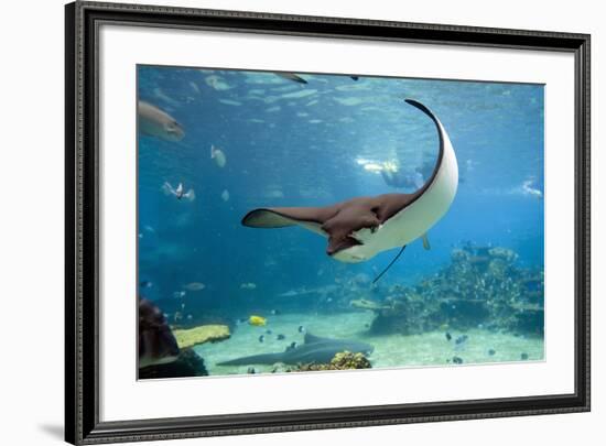 Spotted Eagle-rays - Aetobatus-null-Framed Art Print