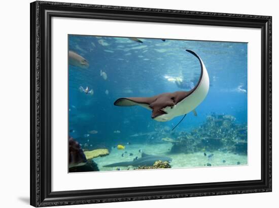 Spotted Eagle-rays - Aetobatus-null-Framed Art Print