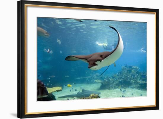 Spotted Eagle-rays - Aetobatus-null-Framed Art Print