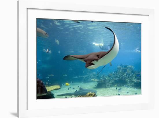 Spotted Eagle-rays - Aetobatus-null-Framed Art Print