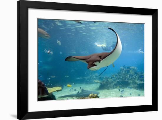 Spotted Eagle-rays - Aetobatus-null-Framed Art Print