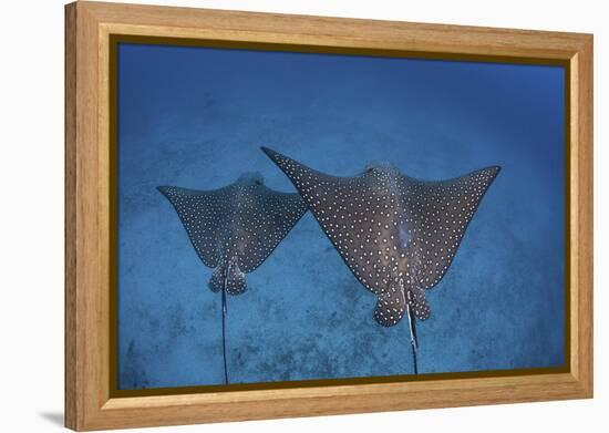 Spotted Eagle Rays Swim over the Seafloor Near Cocos Island, Costa Rica-Stocktrek Images-Framed Premier Image Canvas
