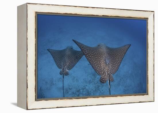 Spotted Eagle Rays Swim over the Seafloor Near Cocos Island, Costa Rica-Stocktrek Images-Framed Premier Image Canvas