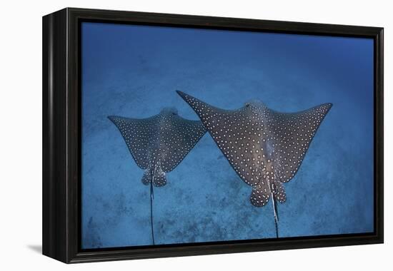 Spotted Eagle Rays Swim over the Seafloor Near Cocos Island, Costa Rica-Stocktrek Images-Framed Premier Image Canvas