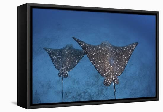 Spotted Eagle Rays Swim over the Seafloor Near Cocos Island, Costa Rica-Stocktrek Images-Framed Premier Image Canvas