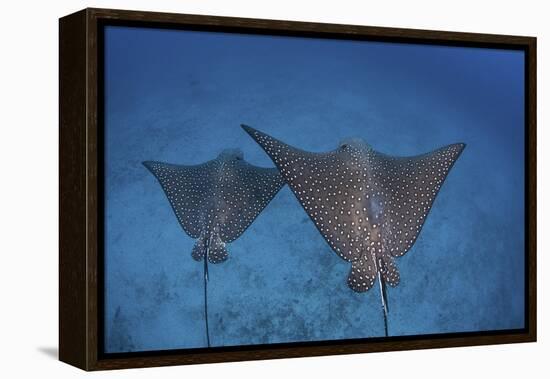 Spotted Eagle Rays Swim over the Seafloor Near Cocos Island, Costa Rica-Stocktrek Images-Framed Premier Image Canvas