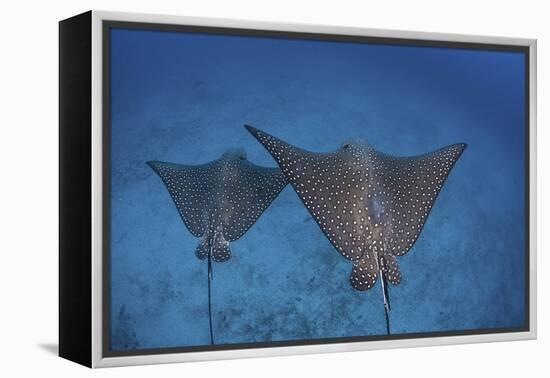 Spotted Eagle Rays Swim over the Seafloor Near Cocos Island, Costa Rica-Stocktrek Images-Framed Premier Image Canvas