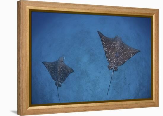 Spotted Eagle Rays Swim over the Seafloor Near Cocos Island, Costa Rica-Stocktrek Images-Framed Premier Image Canvas