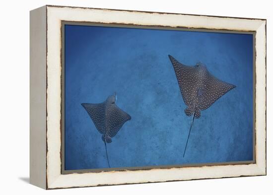 Spotted Eagle Rays Swim over the Seafloor Near Cocos Island, Costa Rica-Stocktrek Images-Framed Premier Image Canvas