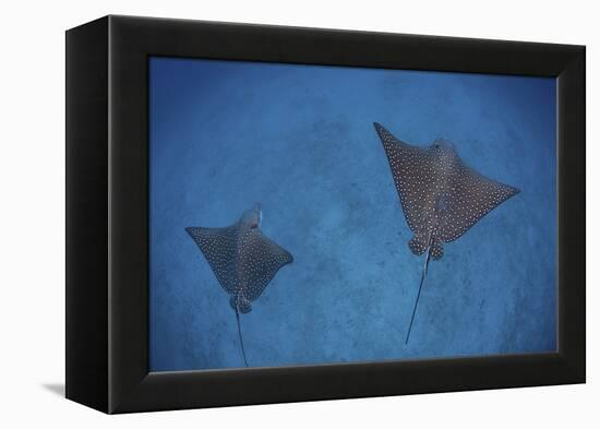 Spotted Eagle Rays Swim over the Seafloor Near Cocos Island, Costa Rica-Stocktrek Images-Framed Premier Image Canvas