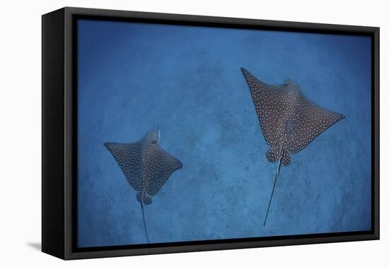 Spotted Eagle Rays Swim over the Seafloor Near Cocos Island, Costa Rica-Stocktrek Images-Framed Premier Image Canvas