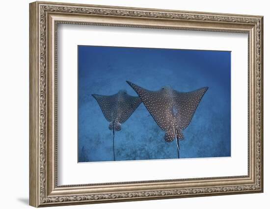 Spotted Eagle Rays Swim over the Seafloor Near Cocos Island, Costa Rica-Stocktrek Images-Framed Photographic Print