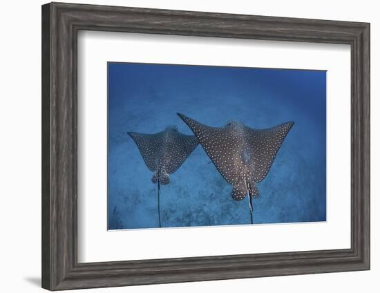 Spotted Eagle Rays Swim over the Seafloor Near Cocos Island, Costa Rica-Stocktrek Images-Framed Photographic Print