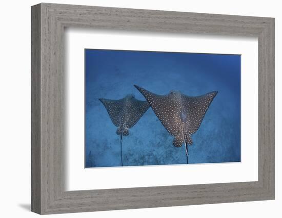 Spotted Eagle Rays Swim over the Seafloor Near Cocos Island, Costa Rica-Stocktrek Images-Framed Photographic Print