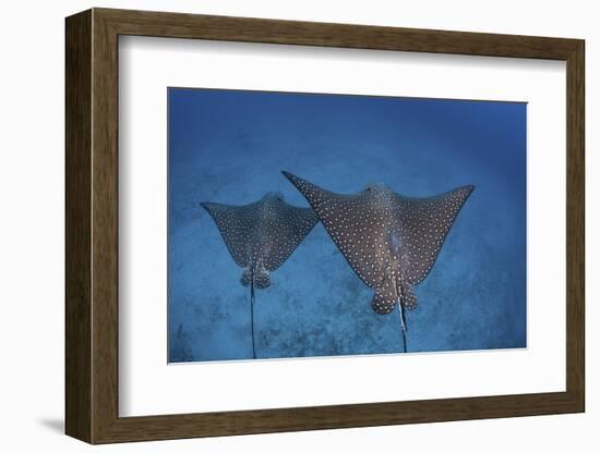 Spotted Eagle Rays Swim over the Seafloor Near Cocos Island, Costa Rica-Stocktrek Images-Framed Photographic Print