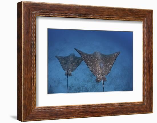 Spotted Eagle Rays Swim over the Seafloor Near Cocos Island, Costa Rica-Stocktrek Images-Framed Photographic Print