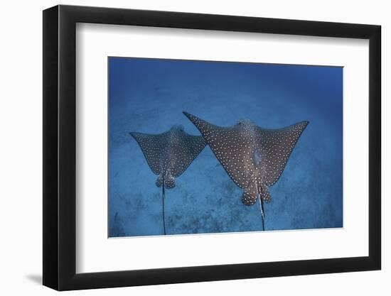 Spotted Eagle Rays Swim over the Seafloor Near Cocos Island, Costa Rica-Stocktrek Images-Framed Photographic Print