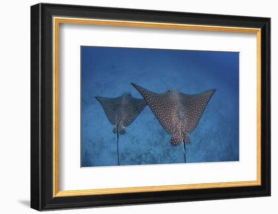 Spotted Eagle Rays Swim over the Seafloor Near Cocos Island, Costa Rica-Stocktrek Images-Framed Photographic Print