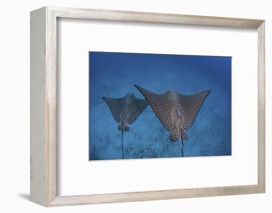 Spotted Eagle Rays Swim over the Seafloor Near Cocos Island, Costa Rica-Stocktrek Images-Framed Photographic Print