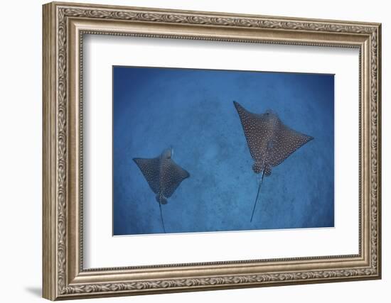 Spotted Eagle Rays Swim over the Seafloor Near Cocos Island, Costa Rica-Stocktrek Images-Framed Photographic Print