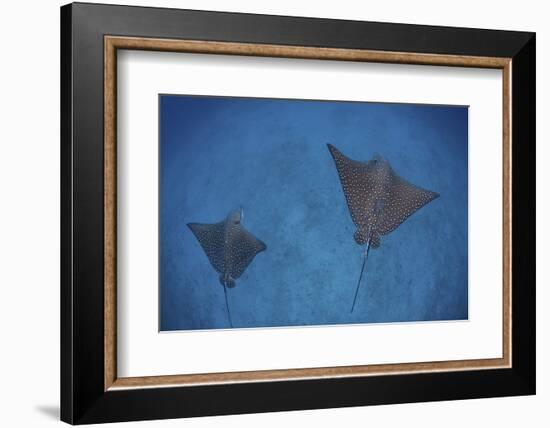 Spotted Eagle Rays Swim over the Seafloor Near Cocos Island, Costa Rica-Stocktrek Images-Framed Photographic Print