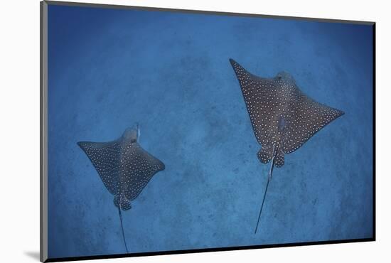 Spotted Eagle Rays Swim over the Seafloor Near Cocos Island, Costa Rica-Stocktrek Images-Mounted Photographic Print