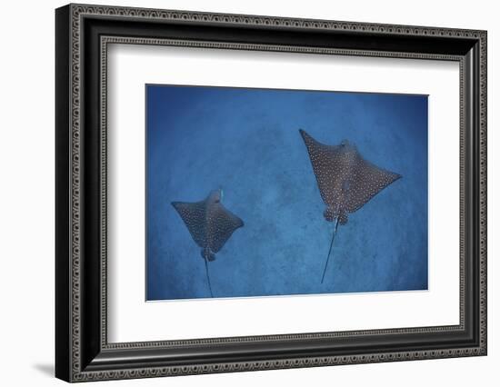 Spotted Eagle Rays Swim over the Seafloor Near Cocos Island, Costa Rica-Stocktrek Images-Framed Photographic Print