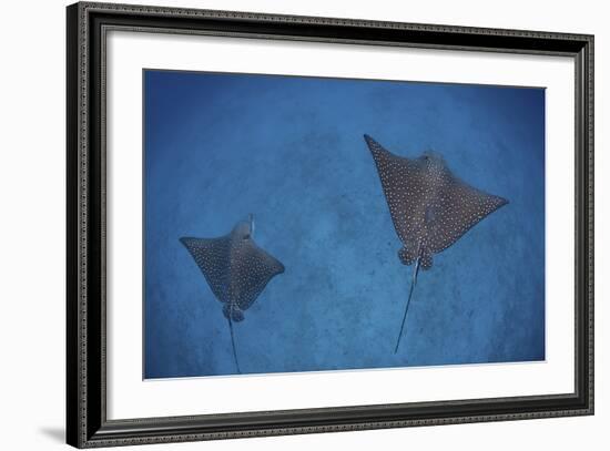 Spotted Eagle Rays Swim over the Seafloor Near Cocos Island, Costa Rica-Stocktrek Images-Framed Photographic Print