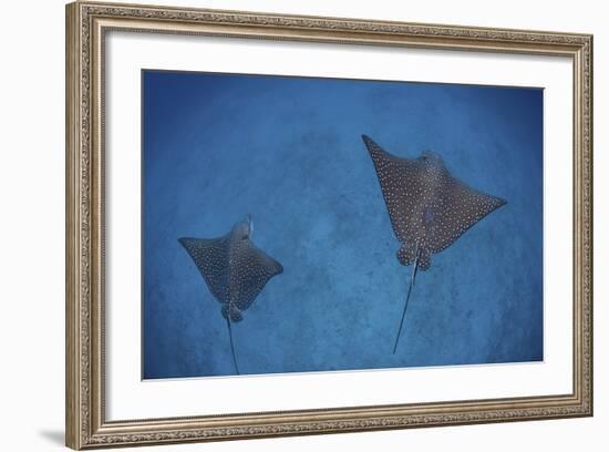 Spotted Eagle Rays Swim over the Seafloor Near Cocos Island, Costa Rica-Stocktrek Images-Framed Photographic Print