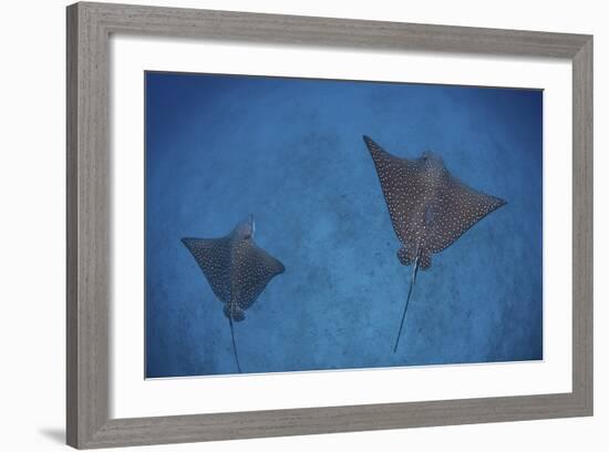 Spotted Eagle Rays Swim over the Seafloor Near Cocos Island, Costa Rica-Stocktrek Images-Framed Photographic Print