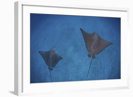 Spotted Eagle Rays Swim over the Seafloor Near Cocos Island, Costa Rica-Stocktrek Images-Framed Photographic Print