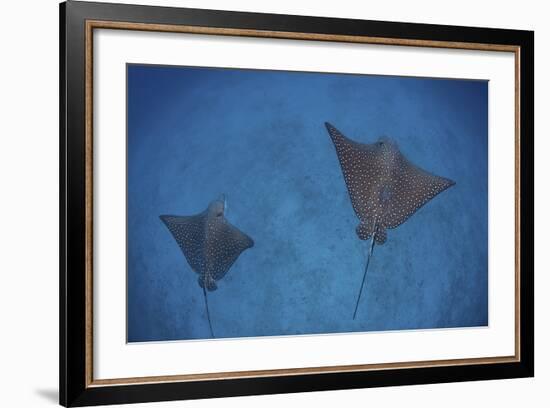 Spotted Eagle Rays Swim over the Seafloor Near Cocos Island, Costa Rica-Stocktrek Images-Framed Photographic Print